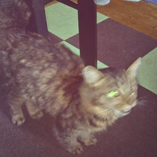 人馴れ抜群！野良のこねこ