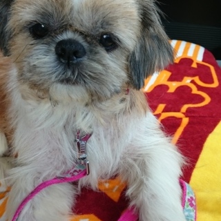 山奥に遺棄されていたシーズーに幸せを！