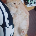 里親募集、4ヶ月ほどの遊び盛りの子猫です！