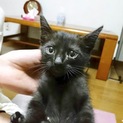 どの子にする？3匹黒猫 ジン君ジジちゃん