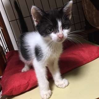 佐川くん、2か月の男の子