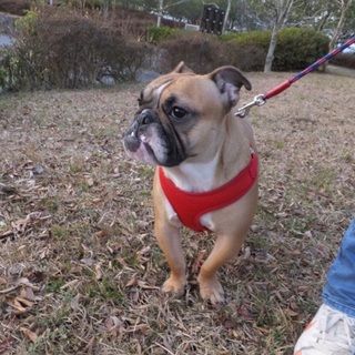 ブルドッグ 人懐っこく賢い子です！