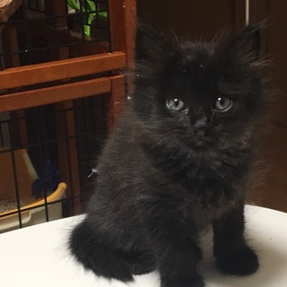 カニカマくん、2か月の男の子