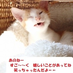 『譲渡会のお知らせ』京都