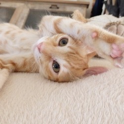 「『譲渡会のお知らせ』京都」サムネイル2