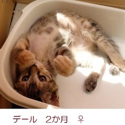 「『譲渡会のお知らせ』京都」サムネイル3