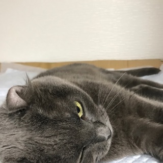 大人しく優しいアメリカンカール