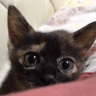 チーカマちゃん、2か月の女の子