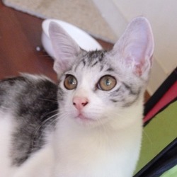 譲渡会　開催します サムネイル2