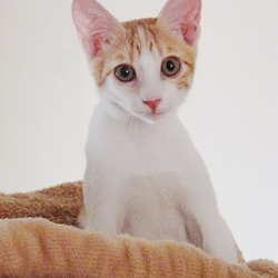 譲渡会　開催します サムネイル3