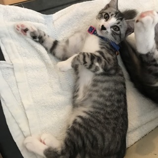 生後3カ月の猫です。