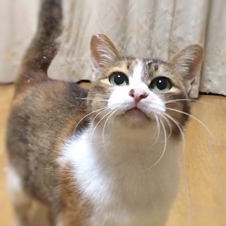 緊急募集！行き場のない甘えん坊三毛ちゃん