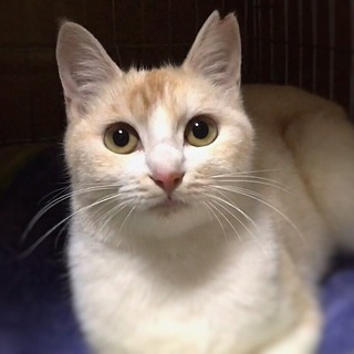 【ﾄﾗｲｱﾙ予定につき募集停止中】雪音ちゃん