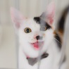 ふみ