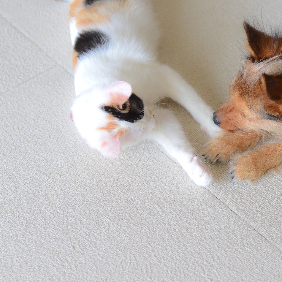 ふみのカバー写真
