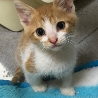 母猫さんが交通事故死、残されてた子猫を保護しました