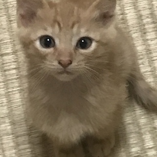 母猫さんが交通事故死、残された子猫を保護しました