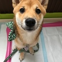 豆柴の里親募集です。