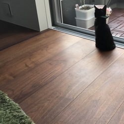 かぎしっぽの憂鬱