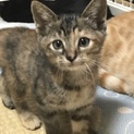 母猫さんが交通事故死、残された子猫を保護しました