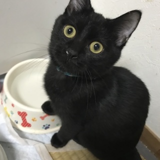 炎天下の中捨てられていました「カフカくん」