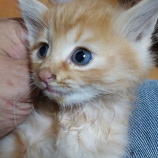 子猫の里親さん募集