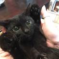とても愛らしい黒猫♂4か月　もらってください