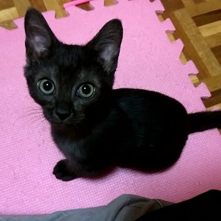 白血病陽性ピッピくんに愛の手を。ラッキーボーイ