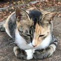 母さん猫  里親募集です