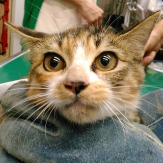 愛嬌のある顔があなたのハート♡を癒します