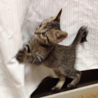 元気いっぱい　キジ男子