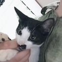 里親募集してます。