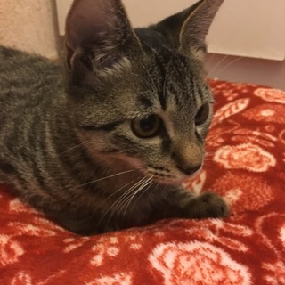 ゴロゴロ甘えん坊の優くん男の子、3ヶ月位