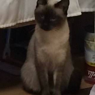 シャム系お嬢様育ち