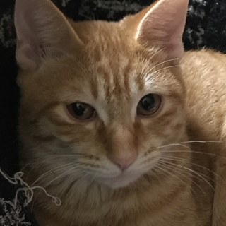 保護したキジトラのイケメントキ君！