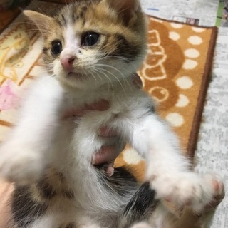 茶トラ×白ソックス♂　生後２ヶ月