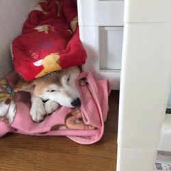 葵さん゜゜(´O｀)°゜足を痛めて安静中。。