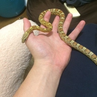 コーンスネークの里親募集致します