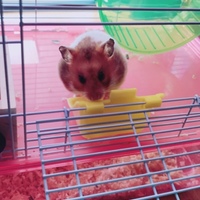らん