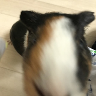 ありがとうございました。