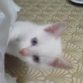 可愛い子猫さん