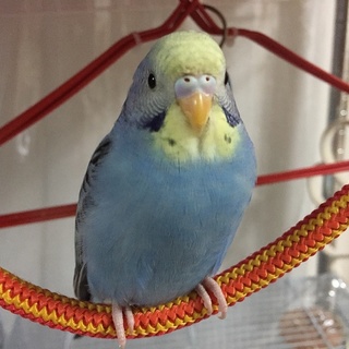 セキセイインコの幼鳥（里親様決まりました！）