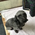 里親探してます