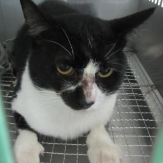 大人の印象白黒ちゃん　10/24期限