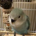 コザクラインコ シーグリーン