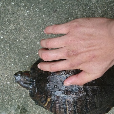 アカミミガメの写真