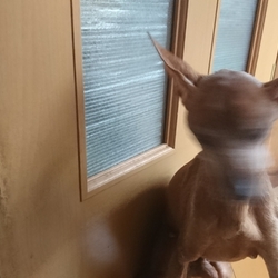 ドアにゴンゴン！