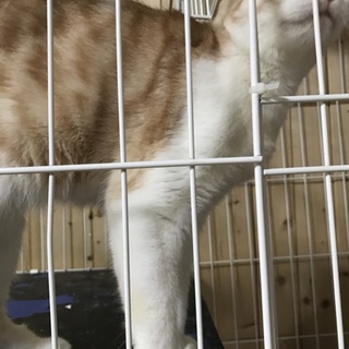 血統付き耳折れスコちゃん里親募集！