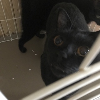 目の大きい黒猫ちゃん里親募集！
