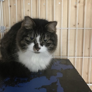 おとなしい女の子里親募集！